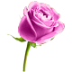 Pink Rose from Jigs to ' ' 'ImPeRfEcT' ' '